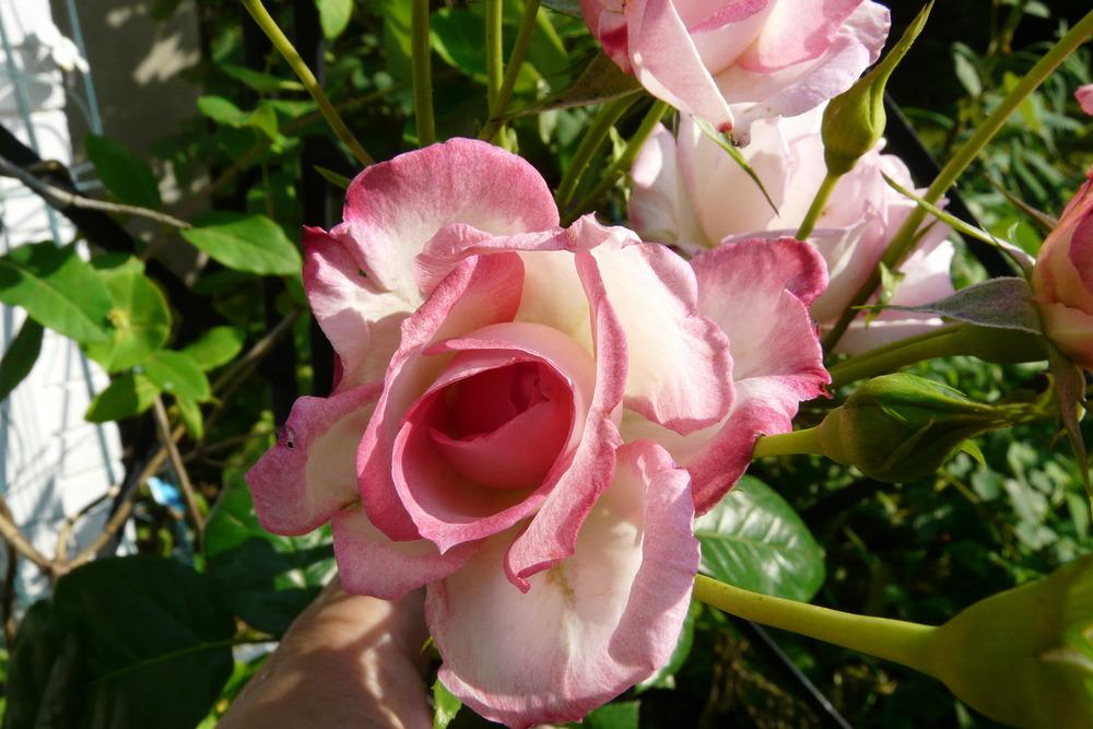 Photo of Rose (Rosa 'Harlekin') uploaded by kassiap