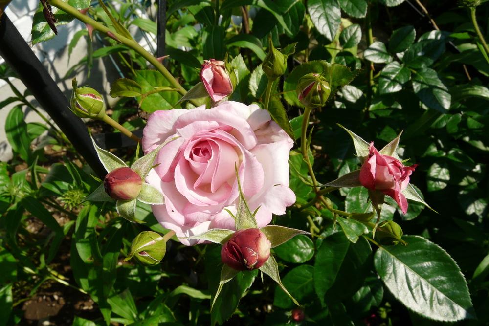 Photo of Rose (Rosa 'Harlekin') uploaded by kassiap