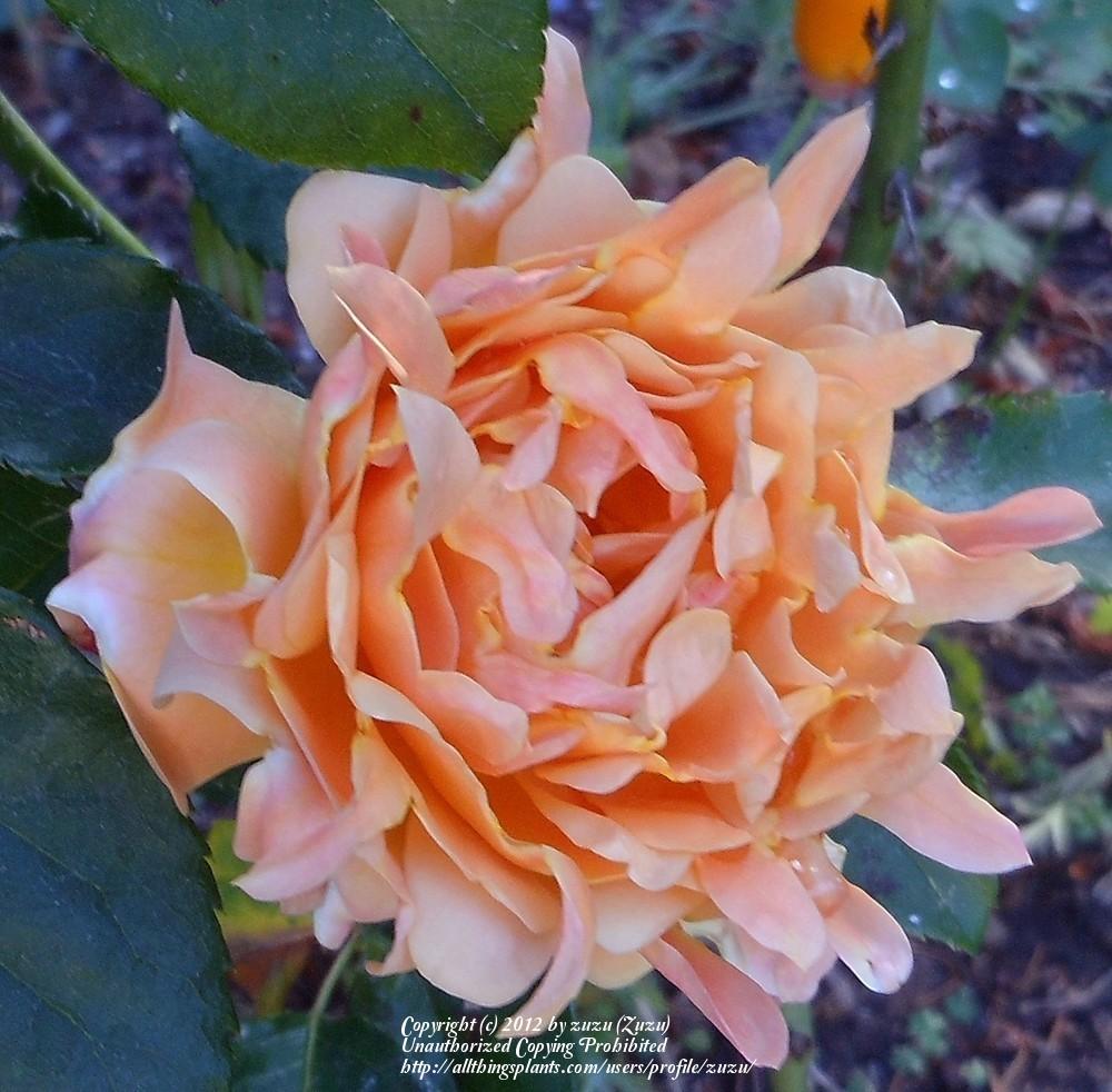 Photo of Rose (Rosa 'Ruffles Dream') uploaded by zuzu