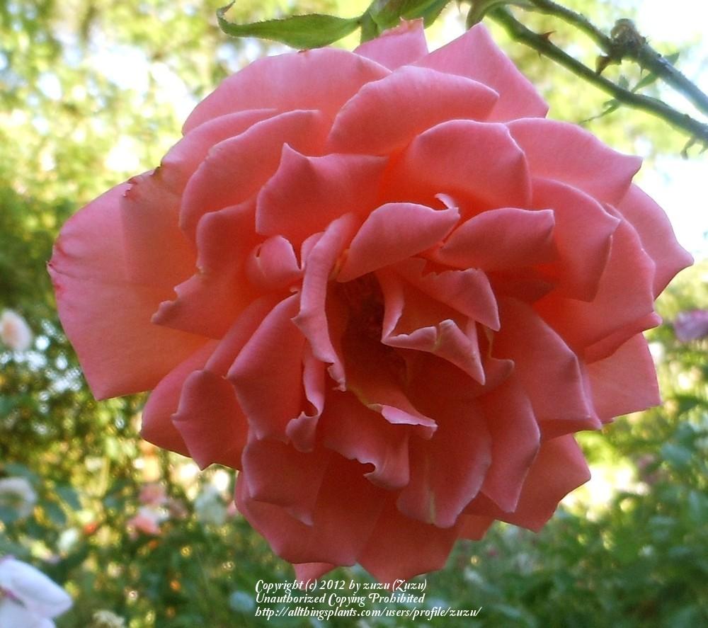 Photo of Rose (Rosa 'Seashell') uploaded by zuzu