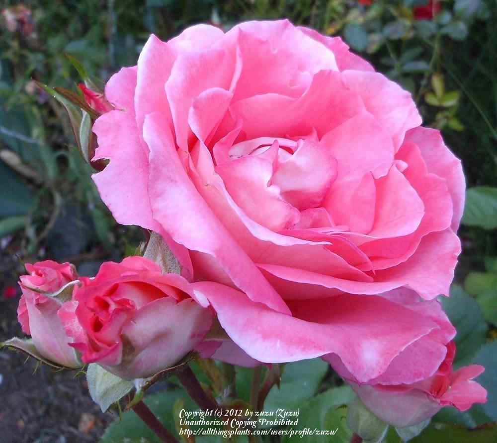 Photo of Rose (Rosa 'Waiheke') uploaded by zuzu