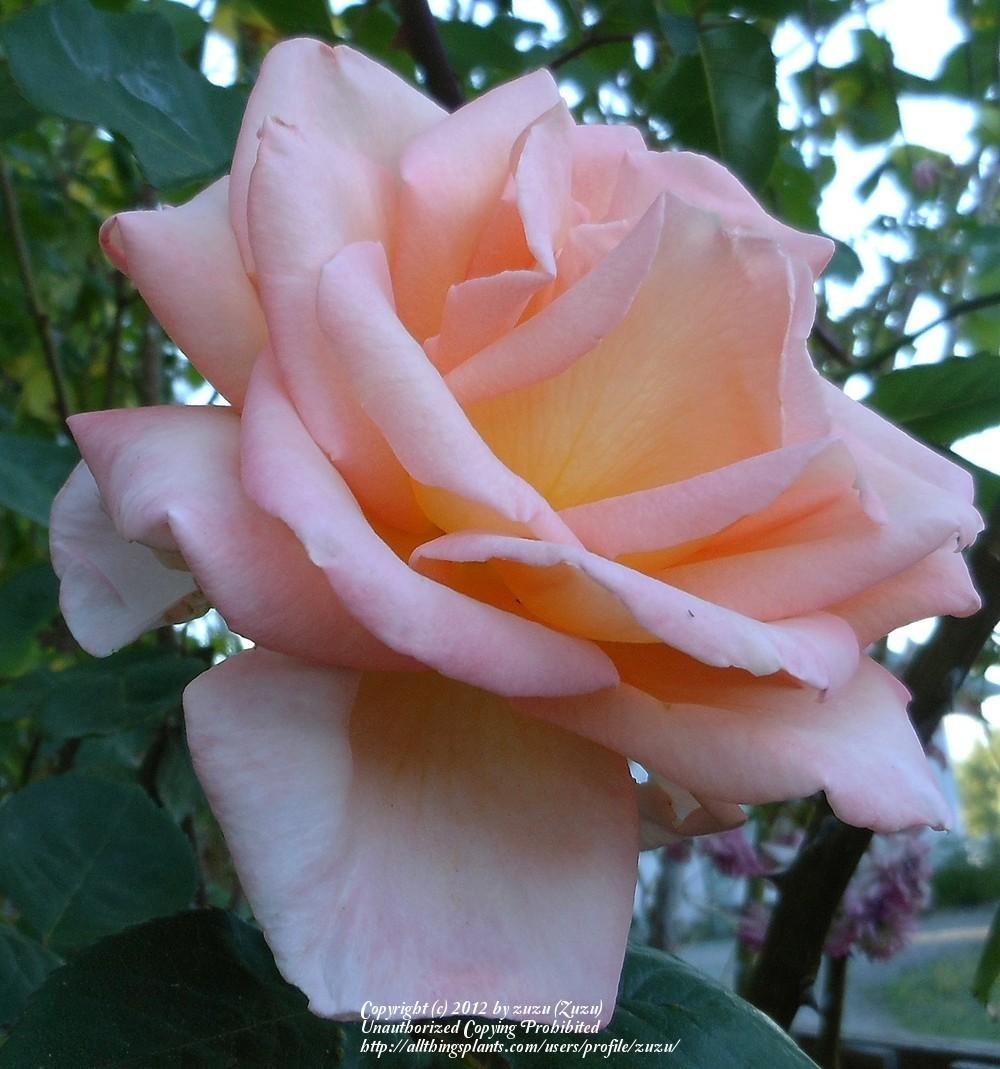 Photo of Rose (Rosa 'Summer Dream 1986') uploaded by zuzu