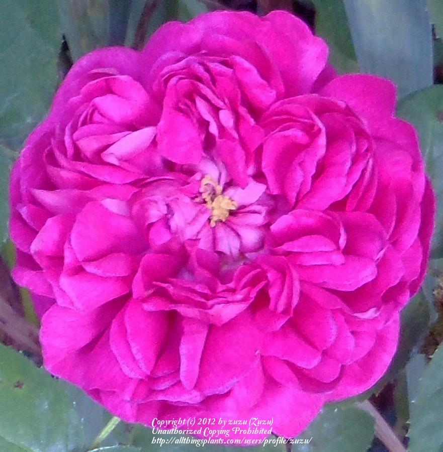 Photo of Portland Rose (Rosa 'Rose de Rescht') uploaded by zuzu