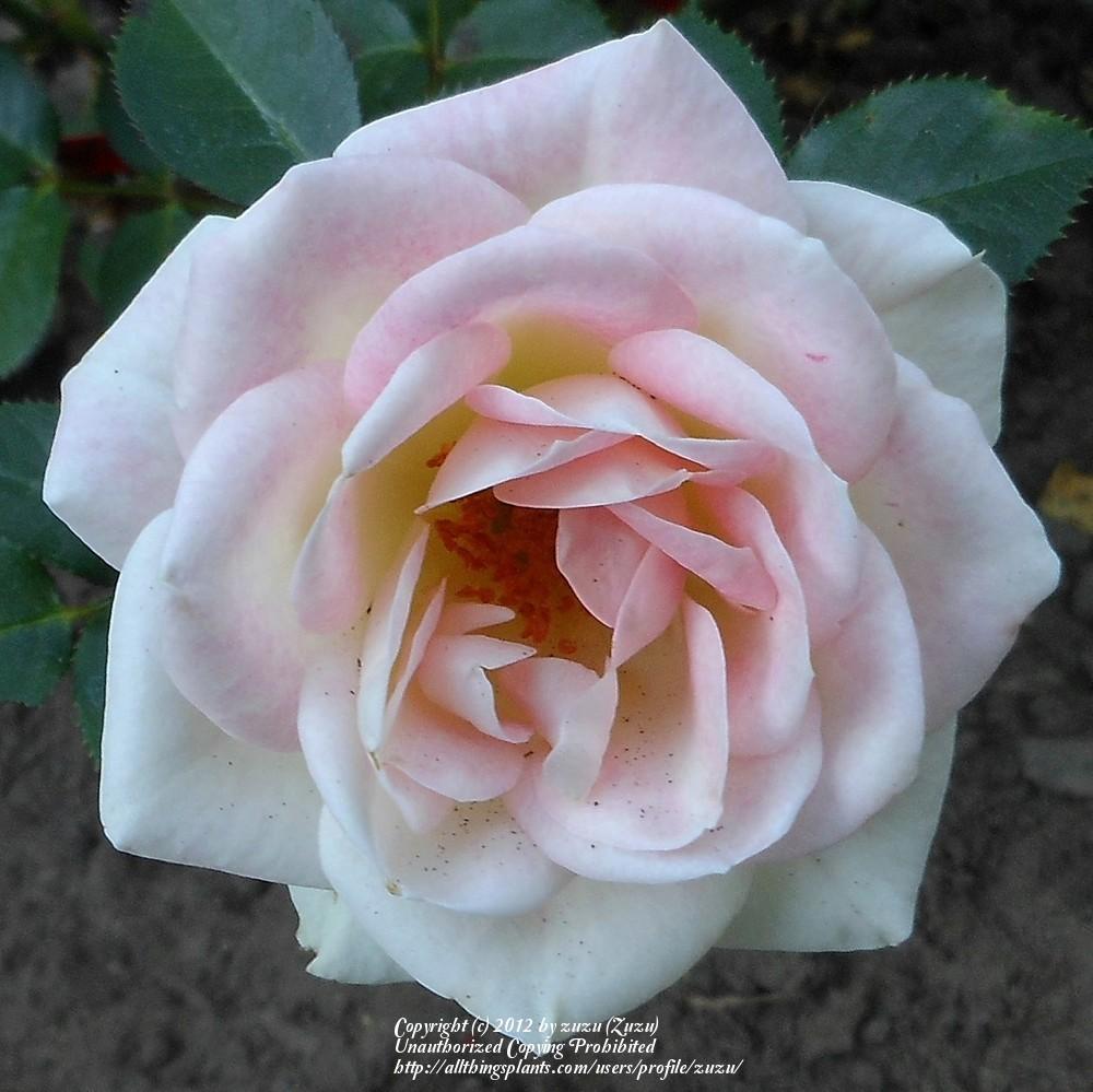 Photo of Rose (Rosa 'Whimsy') uploaded by zuzu