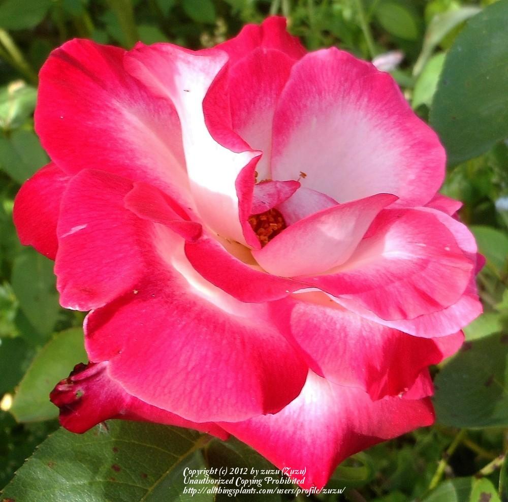 Photo of Rose (Rosa 'Traviata') uploaded by zuzu