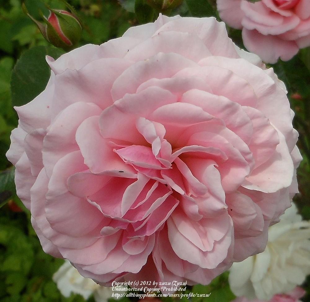 Photo of Rose (Rosa 'Sexy Rexy') uploaded by zuzu