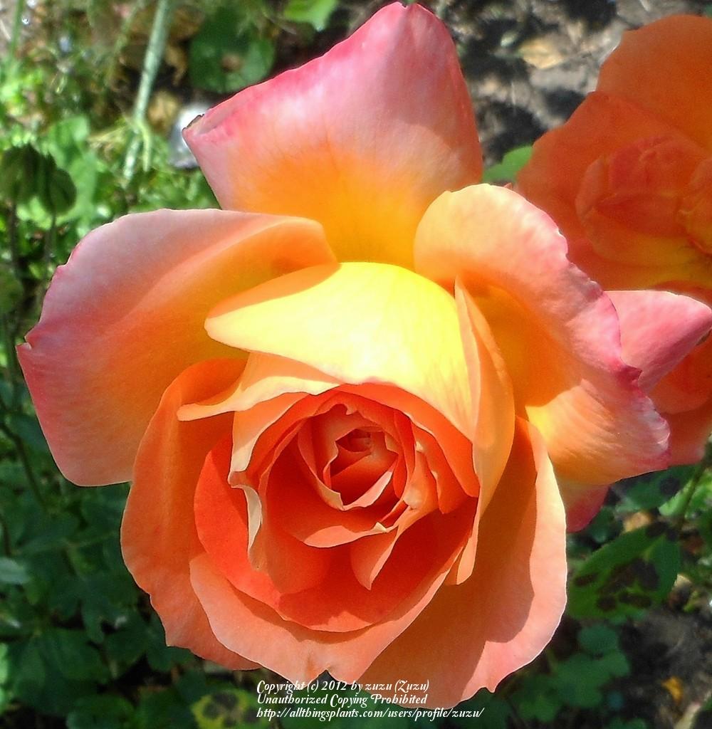 Photo of Rose (Rosa 'Veldfire') uploaded by zuzu