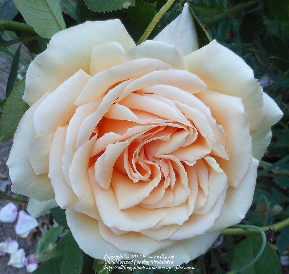 Photo of Rose (Rosa 'Valencia') uploaded by zuzu