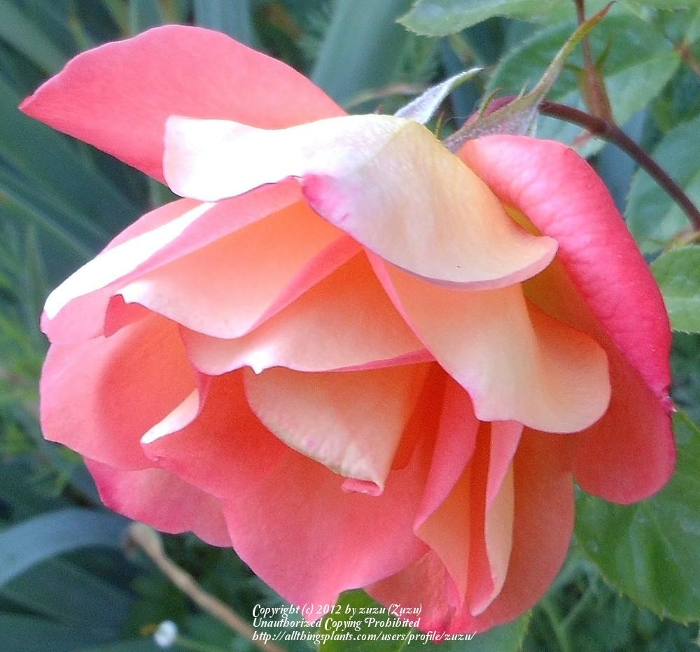 Photo of Rose (Rosa 'Sea Pearl') uploaded by zuzu