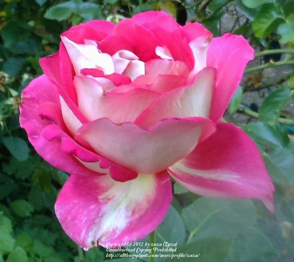 Photo of Rose (Rosa 'Trump Card') uploaded by zuzu