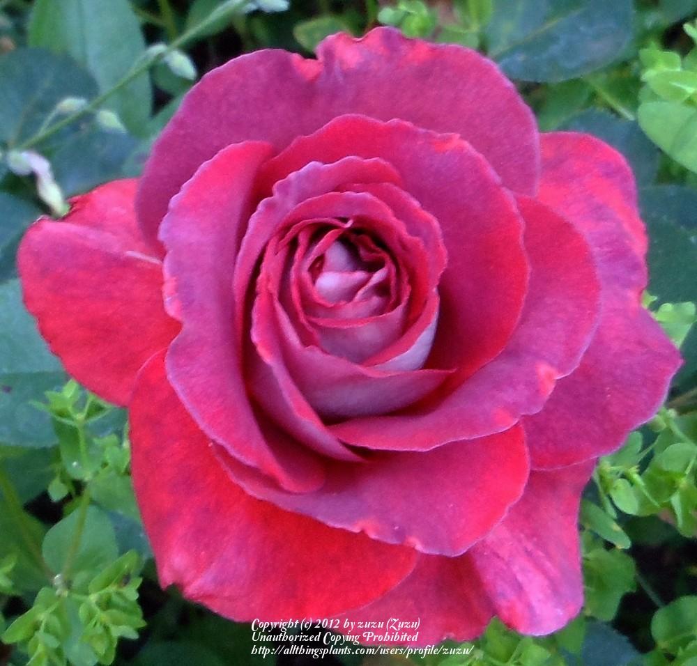 Photo of Rose (Rosa 'Victoriana') uploaded by zuzu