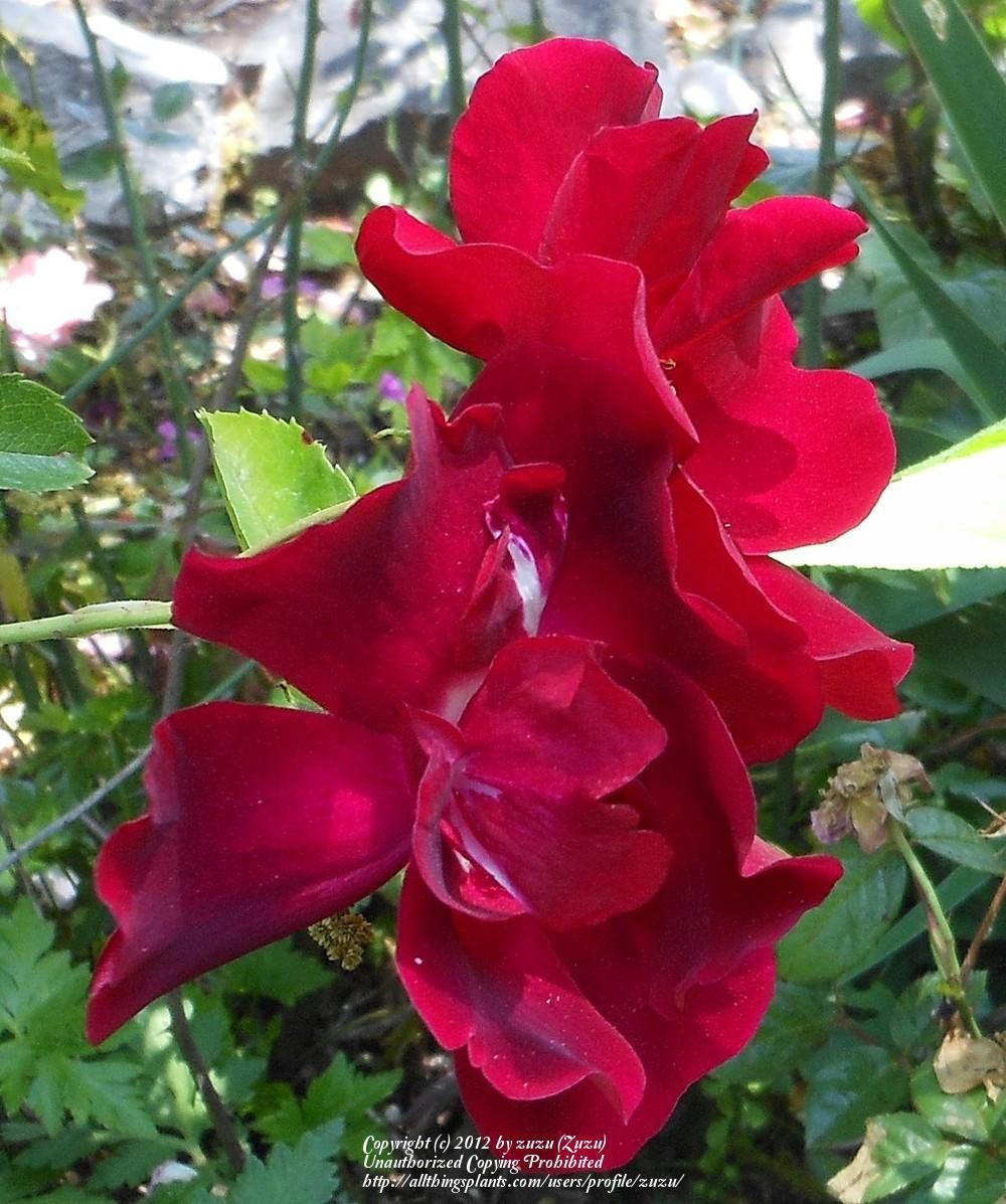 Photo of Rose (Rosa 'Scorcher') uploaded by zuzu