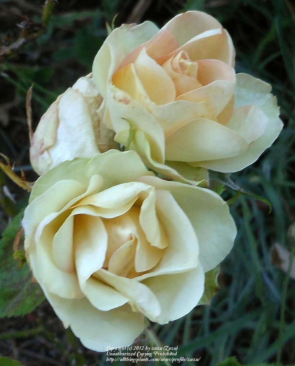 Photo of Rose (Rosa 'Sheila MacQueen') uploaded by zuzu