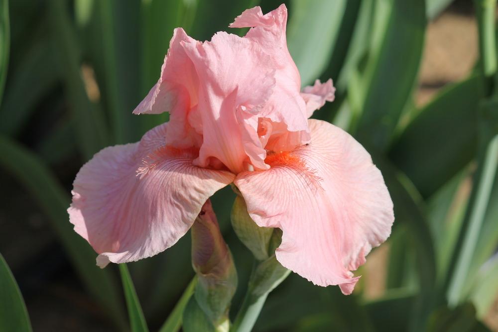 Photo of Tall Bearded Iris (Iris 'Ovation') uploaded by ARUBA1334