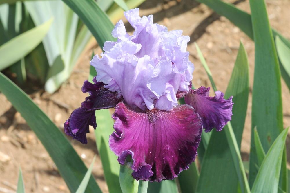 Photo of Tall Bearded Iris (Iris 'Pageant's Gown') uploaded by ARUBA1334