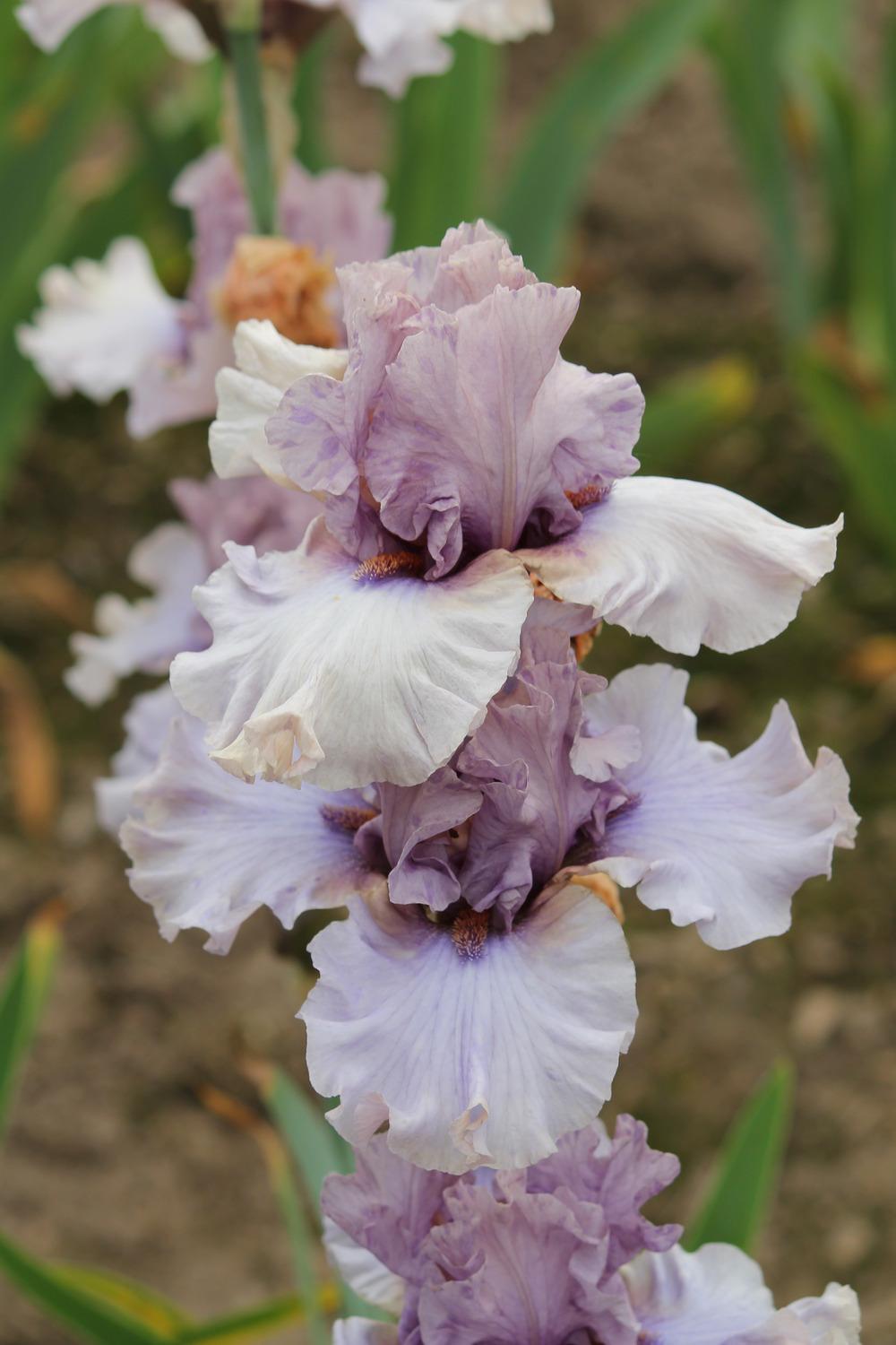 Photo of Tall Bearded Iris (Iris 'Dancing Ghost') uploaded by ARUBA1334