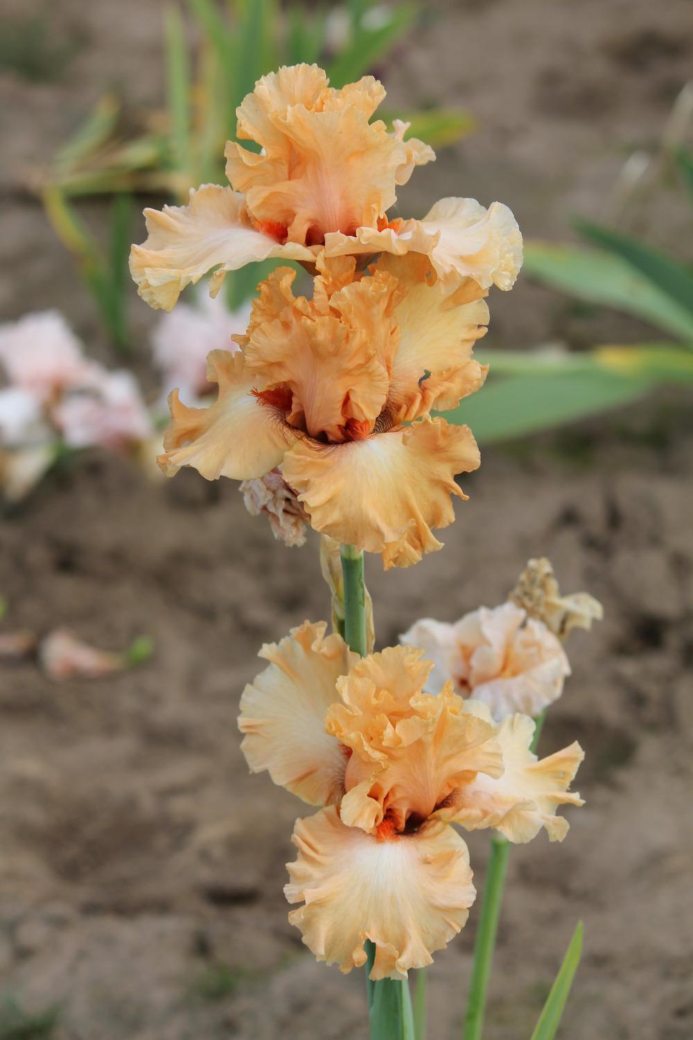 Photo of Tall Bearded Iris (Iris 'Legally Orange') uploaded by ARUBA1334
