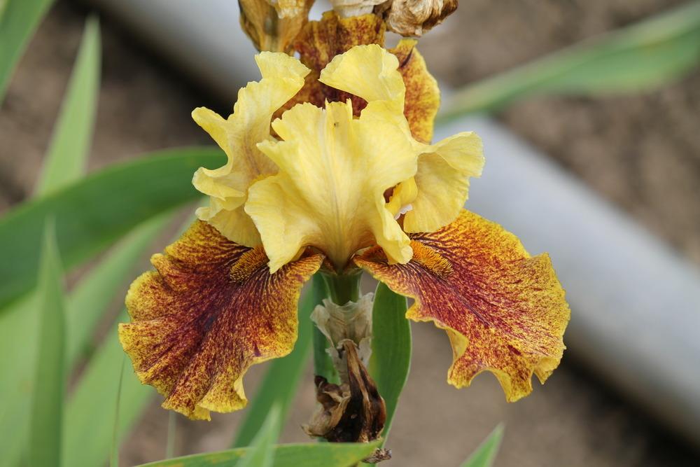Photo of Tall Bearded Iris (Iris 'Advantage') uploaded by ARUBA1334