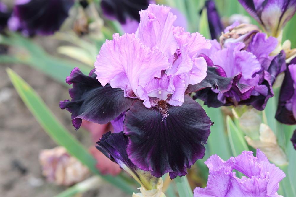 Photo of Tall Bearded Iris (Iris 'Strut') uploaded by ARUBA1334