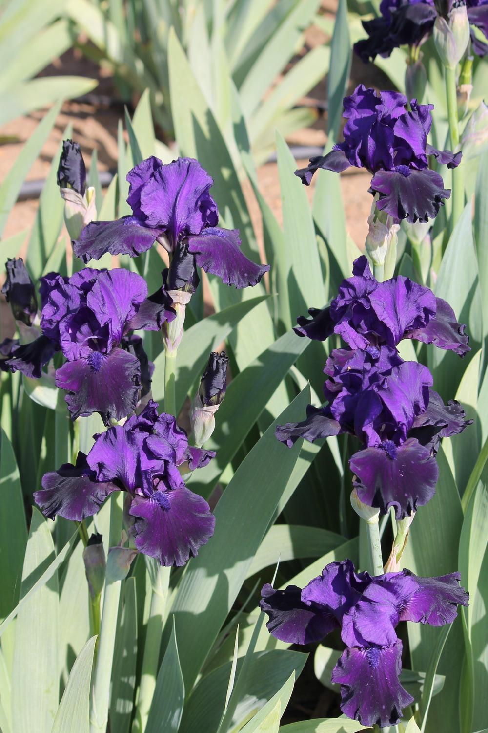 Photo of Border Bearded Iris (Iris 'Dark Wonder') uploaded by ARUBA1334