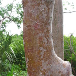 Location: Southwest Florida
Date: June 2012
The peeling red bark has given this tree the nickname of 'Tourist