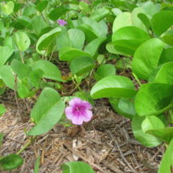 Location: Southwest Florida
Date: June 2012
found growing on beaches in Southwest Florida and the Caribbean