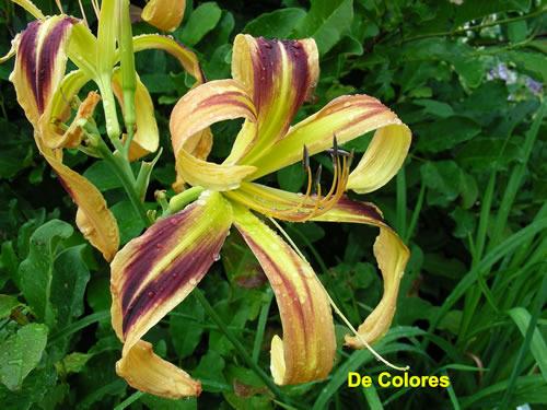 Photo of Daylily (Hemerocallis 'De Colores') uploaded by Joy