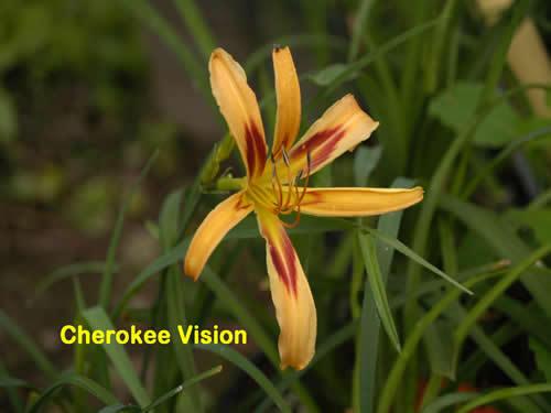 Photo of Daylily (Hemerocallis 'Cherokee Vision') uploaded by Joy