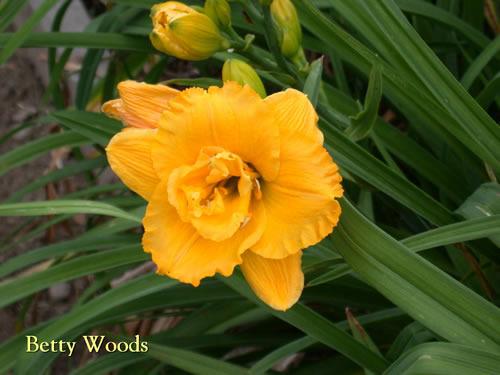 Photo of Daylily (Hemerocallis 'Betty Woods') uploaded by Joy