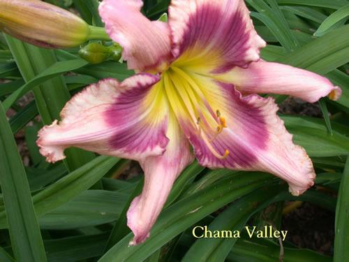 Photo of Daylily (Hemerocallis 'Chama Valley') uploaded by Joy