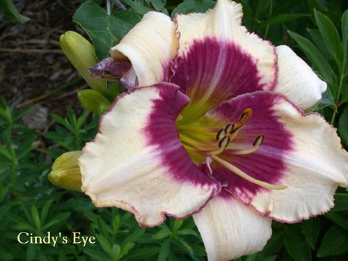 Photo of Daylily (Hemerocallis 'Cindy's Eye') uploaded by Joy