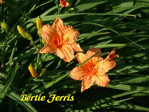 Photo of Daylily (Hemerocallis 'Bertie Ferris') uploaded by Joy