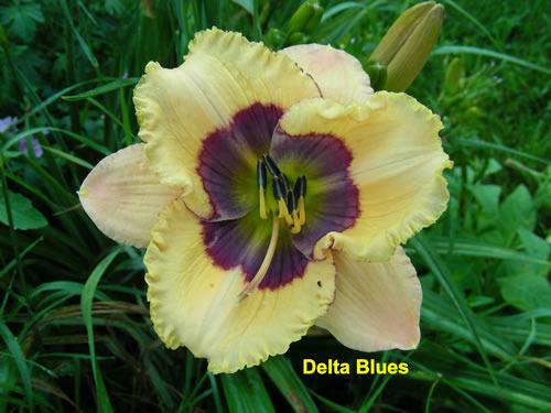 Photo of Daylily (Hemerocallis 'Delta Blues') uploaded by Joy