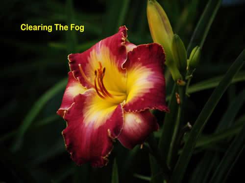 Photo of Daylily (Hemerocallis 'Clearing the Fog') uploaded by Joy