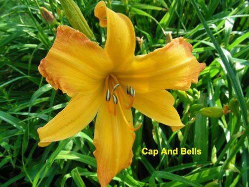 Photo of Daylily (Hemerocallis 'Cap and Bells') uploaded by Joy