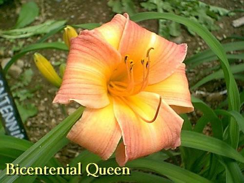 Photo of Daylily (Hemerocallis 'Bicentennial Queen') uploaded by Joy