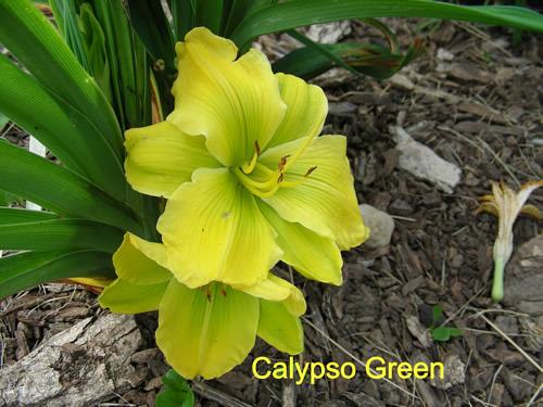Photo of Daylily (Hemerocallis 'Calypso Green') uploaded by Joy
