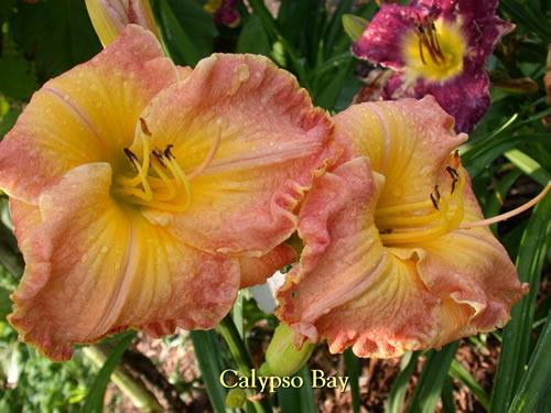 Photo of Daylily (Hemerocallis 'Calypso Bay') uploaded by Joy
