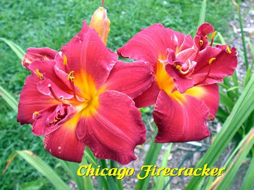 Photo of Daylily (Hemerocallis 'Chicago Firecracker') uploaded by Joy