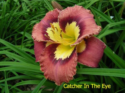 Photo of Daylily (Hemerocallis 'Catcher in the Eye') uploaded by Joy
