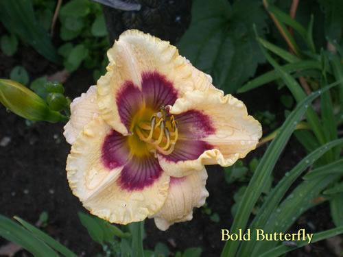 Photo of Daylily (Hemerocallis 'Bold Butterfly') uploaded by Joy