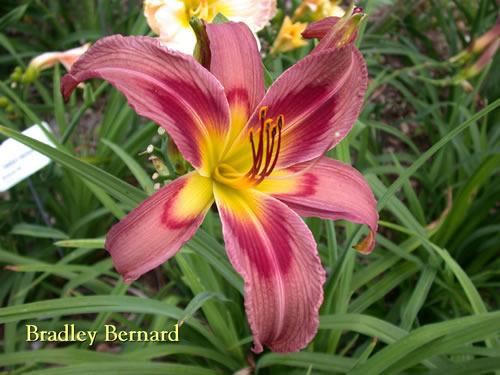 Photo of Daylily (Hemerocallis 'Bradley Bernard') uploaded by Joy