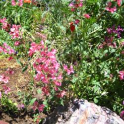 Location: In my front yard in Holladay, UT
Date: Summer
Clarkia unguiculata