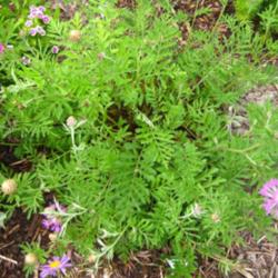 Location: In my front yard in Holladay, UT
Date: Spring
Centaurea dealbata