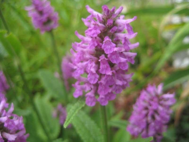 Photo of Betony (Betonica officinalis subsp. officinalis 'Hummelo') uploaded by Natalie