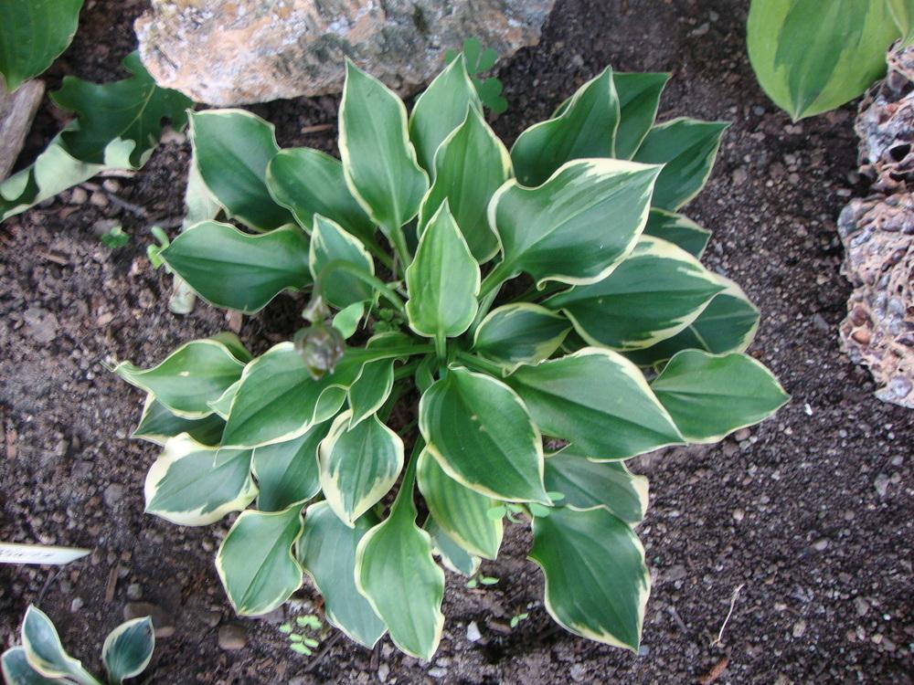 Photo of Hosta 'Lakeside Baby Face' uploaded by Paul2032