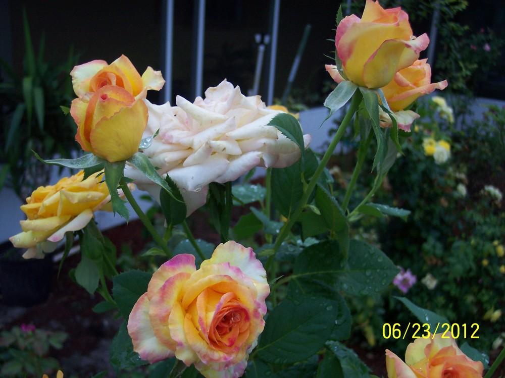 Photo of Rose (Rosa 'Gold Medal') uploaded by WilliamByrd