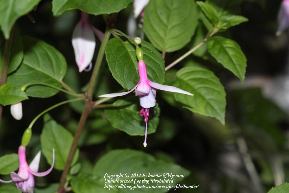 Photo of Fuchsia 'Waldis Grafin' uploaded by bonitin