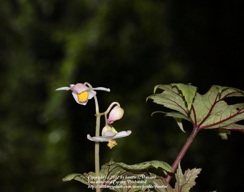 Photo of Perennial Hardy Foot Begonia (Begonia pedatifida) uploaded by bonitin