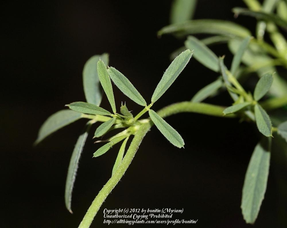 Photo of Medicago sativa subsp. varia uploaded by bonitin